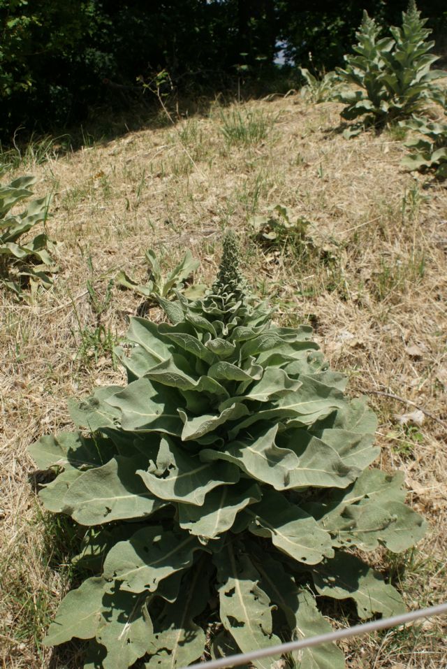 Verbascum thapsus / Tasso-barbasso